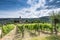 Vineyard and coutryside in Slovenia