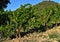 vineyard covered with blue grapes