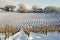 Vineyard covered by snow