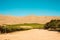 Vineyard crops in the middle of the desert