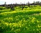 Vineyard & Dandelions
