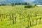 Vineyard and Danube river in Durnstein, Wachau, Austria