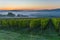 Vineyard at dawn in Pesaro countryside