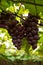 Vineyard -Detail of Rose Grapes