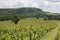 Vineyard at Dorking. Surrey. England