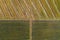 Vineyard drone shot, aerial view from above