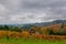 Vineyard in Dundee Oregon in Fall Season USA America