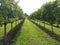 Vineyard Dunesforde North Yorkshire England UK