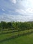 Vineyard Dunesforde North Yorkshire England UK summer season grapes growing