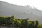 vineyard in duoro valley