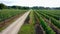 Vineyard in Dworzno village, Poland