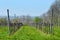 Vineyard in early spring with still bare plants on green grass