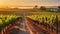 Vineyard Elegance. Captivating Sunrise Views Among the Grapes. Generative AI