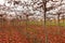 Vineyard in Elqui Valley