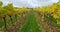 Vineyard in England. Vineyard in the Weald in Kent in England. Autumn vines. Rows of grapevines in an English vineyard.