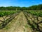 Vineyard in England. Vineyard in the Weald in Kent in England. Early summer vines. Rows of grapevines in an English vineyard. Kent