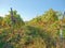 A vineyard in fall