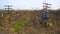 Vineyard in fall in Hanadiv valley Israel