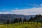 Vineyard in Fall in Napa Valley