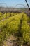 Vineyard in fall and signs of spring, portrait Israel