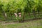 Vineyard in the famous wine making region - Loire Valley