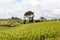 Vineyard and farmhouse with cypresses in Tuscany