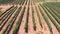 Vineyard field in the desert Aerial view