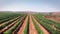 Vineyard field in the desert Aerial view