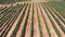 Vineyard field in the desert Aerial view