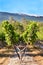 Vineyard. Field of grape trees farm. Nature landscape of Provence