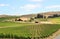 Vineyard field in napa valley
