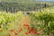 A vineyard field with poppies during spring in Tuscany