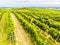 Vineyard field. Rows in a vineyard, natural pattern above from a drone. Aerial view Line and Vine.