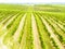 Vineyard field. Rows in a vineyard, natural pattern above from a drone. Aerial view Line and Vine.