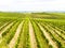 Vineyard field. Rows in a vineyard, natural pattern above from a drone. Aerial view Line and Vine.