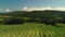 Vineyard fields in the countryside, beautiful aerial video during sunset