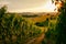 Vineyard fields in Marche, Italy