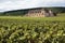 Vineyard fields old chateau Burgundy, France