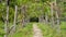 vineyard footpath, passing through path