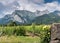 Vineyard framed by yellow roses with a view of mountains behind