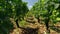 Vineyard in France rows of grapes on vines