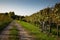 Vineyard in Franciacorta, Brescia, Lombardy, Italy