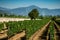 Vineyard in Franciacorta, Brescia, Lombardy, Italy