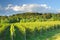 Vineyard In Franciacorta before sunset