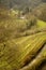 Vineyard in Franconia