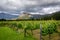 Vineyard in Franschhoek Winelands valley in South Africa