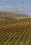 Vineyard on gentle slope in Etna region, Sicily