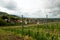 Vineyard in Germany, Baden