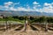 Vineyard in Gibbston Valley