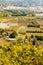 vineyard, Gordes, Provence, France